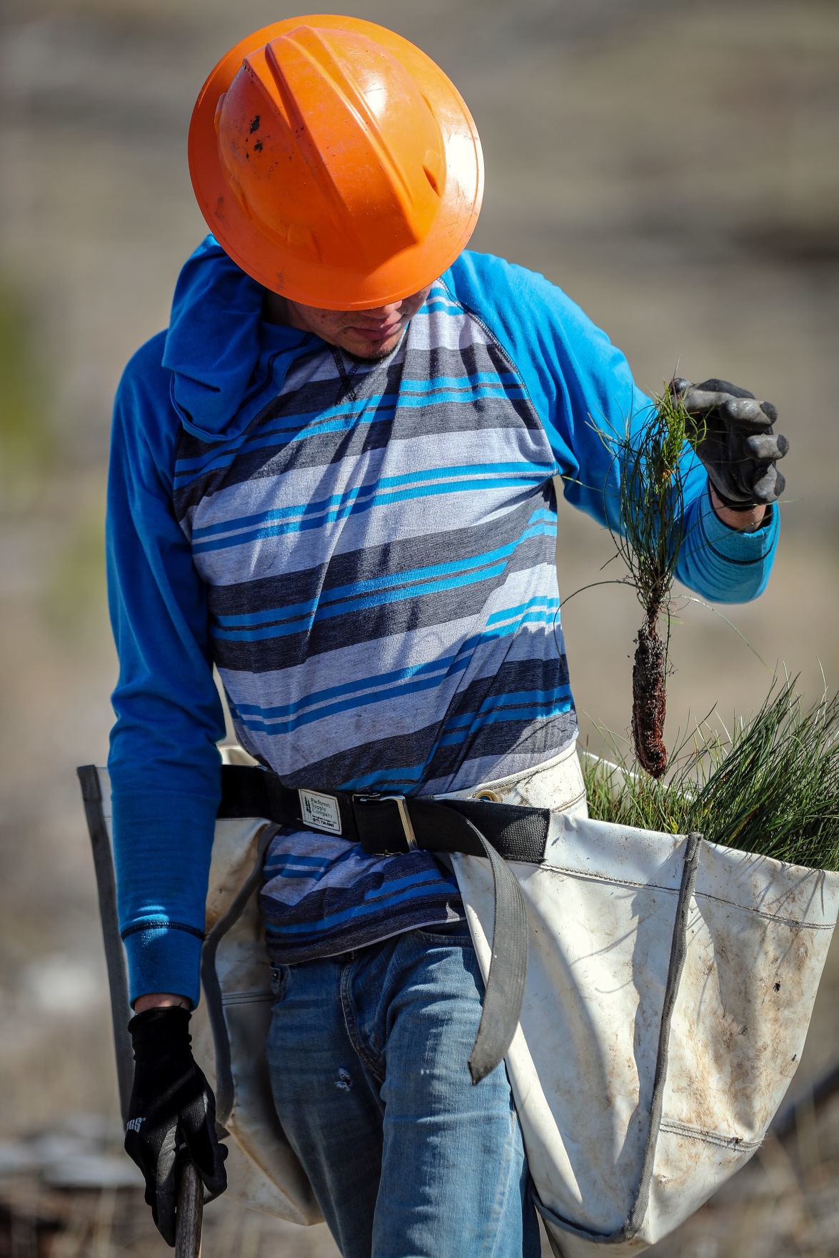Jasper Fire Tree Planting